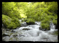 The pure stream at Kibune