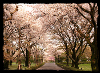 A tunnel through the cherry blossoms 