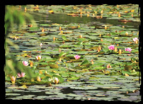 Water lilies blooming in summer