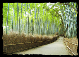 Sagano Bamboo Grave
