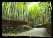 Sagano Bamboo Grave