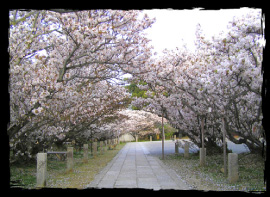 Omuro cherry trees