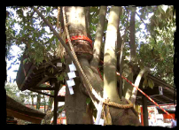 The merged sakaki tree