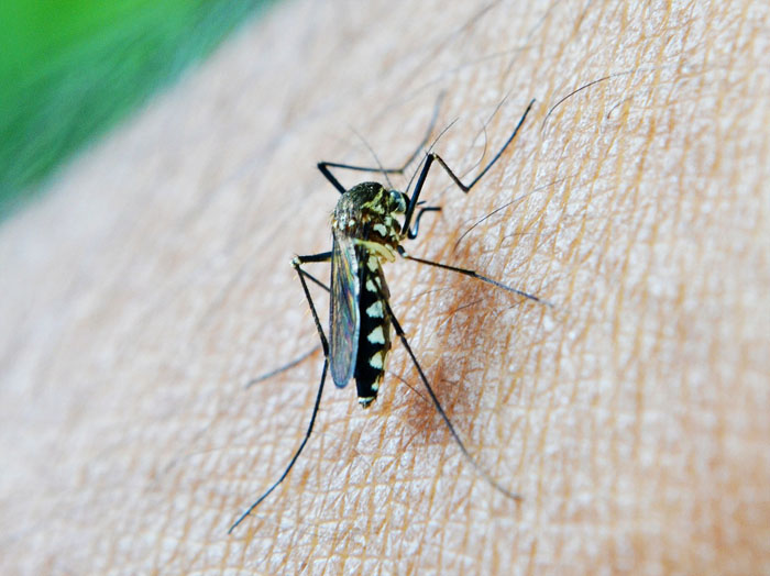 mosquito born zika virus